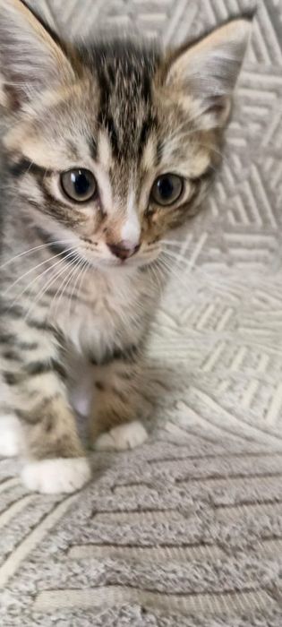 Котенок даром 2 месяца
