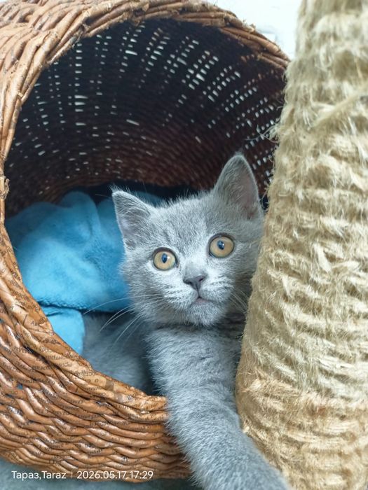 Котёнок британец