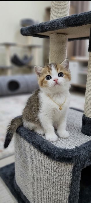 Шотланский котёнок страйт девочка