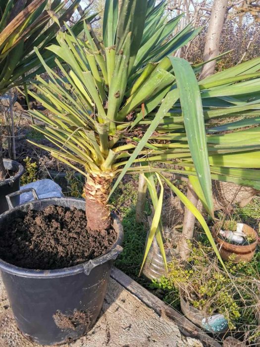 Палма юка външна студоустойчива