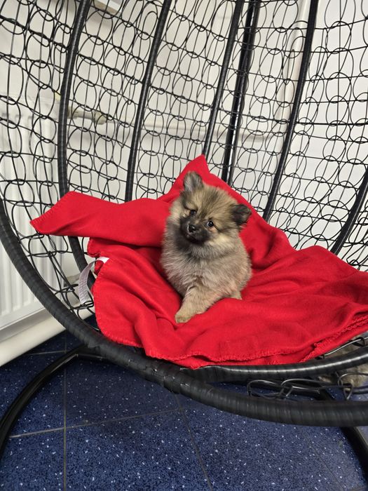 Померан Померанче