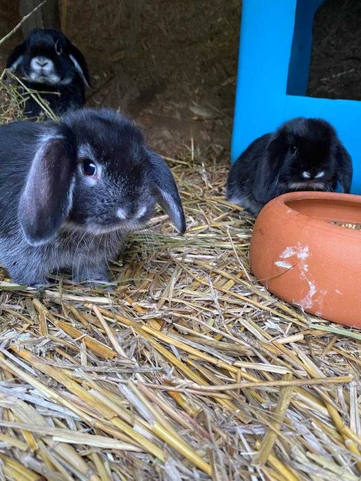 Iepurași de companie Berbec German Pitic