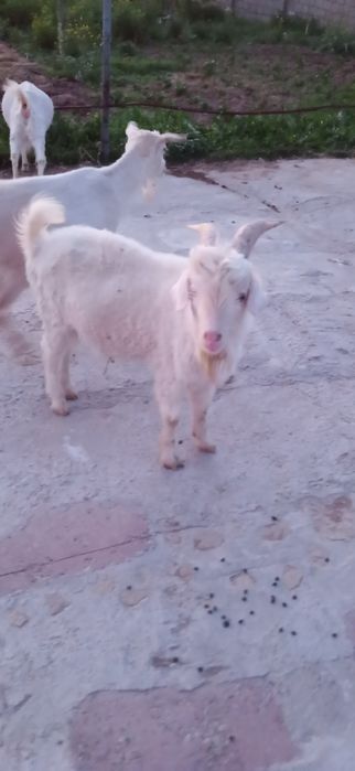 Заанен ешкілер мен текелер