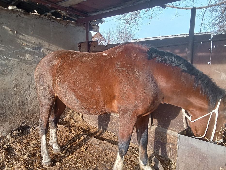 Айгыр сатылады семиз