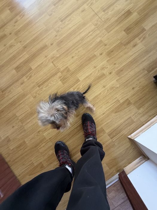 Продава се: Йоркшир Тоти на 7 месеца