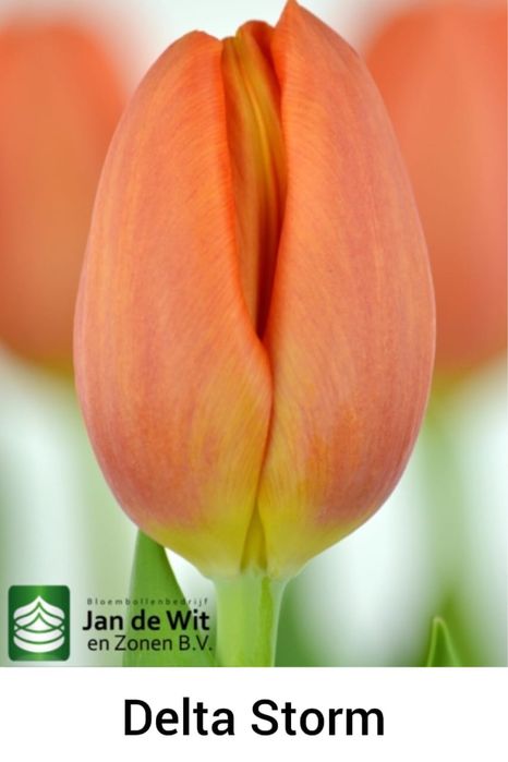 Тюльпаны оптом во все города