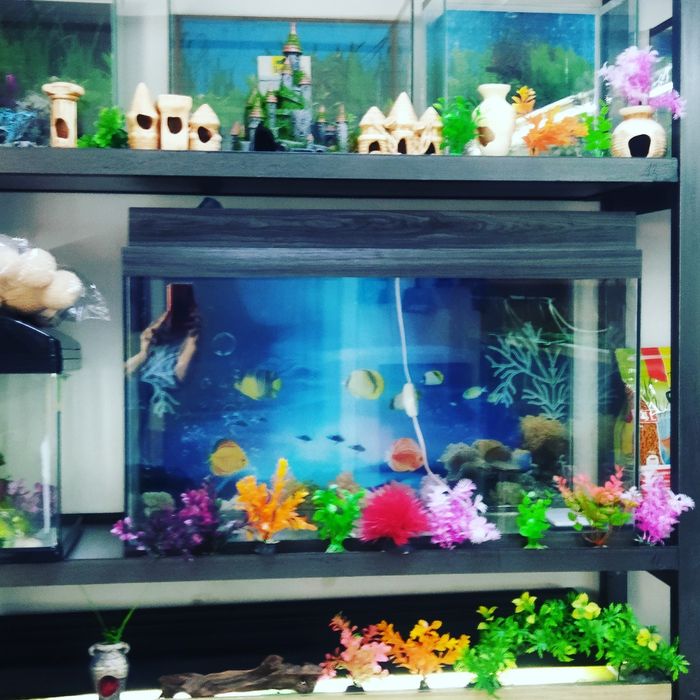 Рыбки в Афалине.(выше Шахристана)