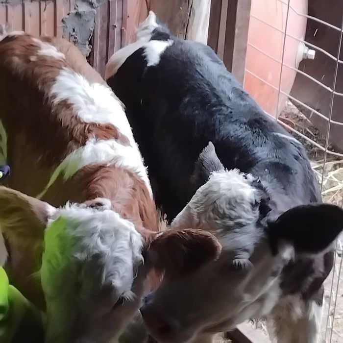 Vând 2 vitei Bălțați