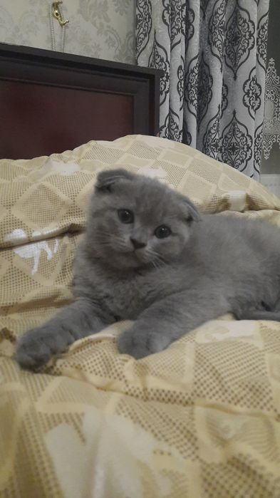 Продается скотиш фолд