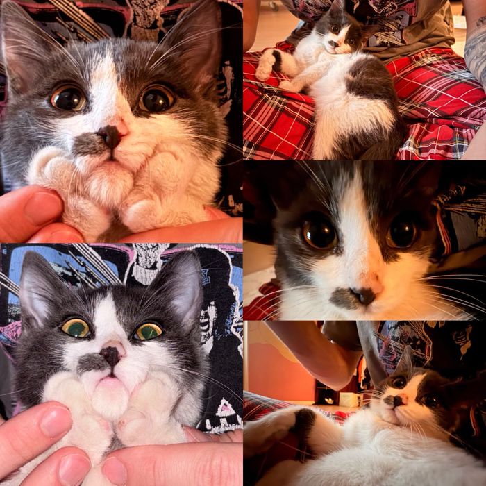 котенок в добрые руки 4 месяца