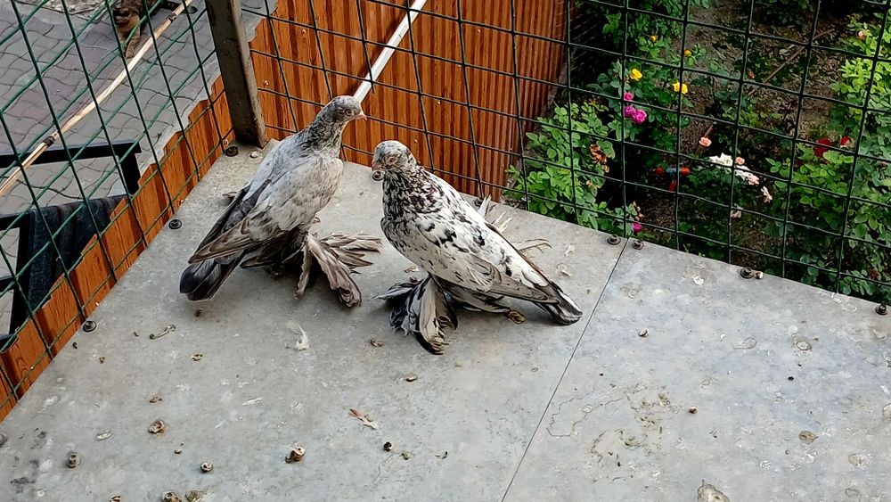 Голуби голуби голуби