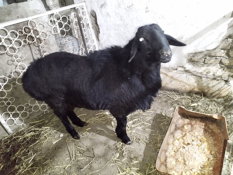 Кучкор сотилади.