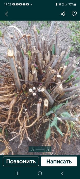 Продам гибискус травянистый