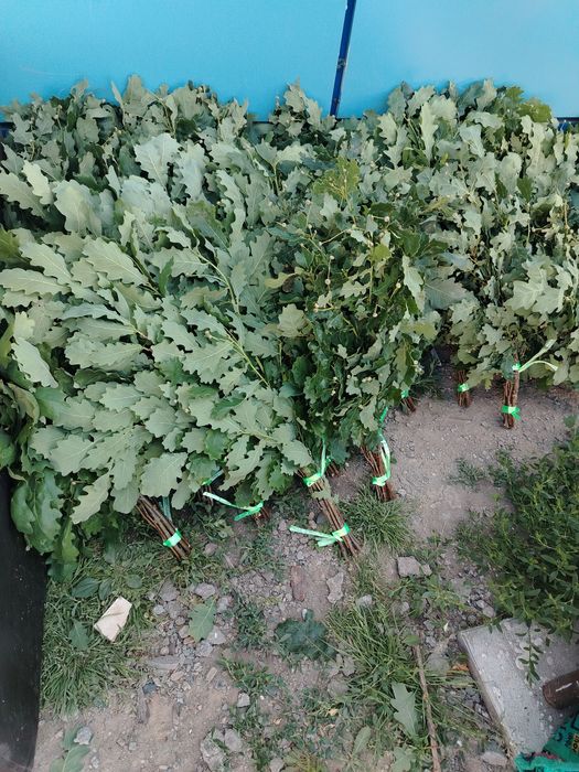 Продам веники дубовые
