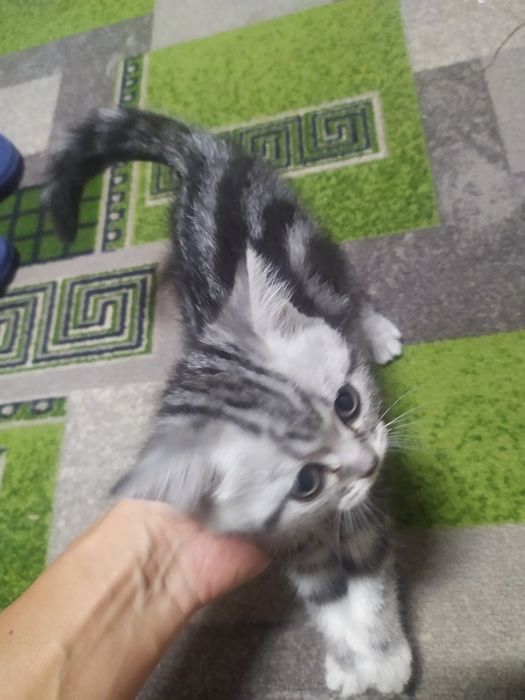 Продам котенка .