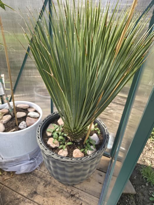 Yucca Rostrata Mexic