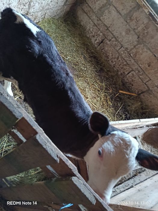 Vitea Baltata Romaneasca Neagra