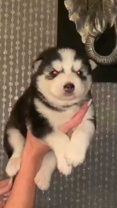 голубоглазый мальчик хаски