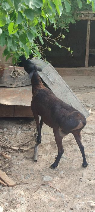 ona bola va boğoz qoy sotiladi
