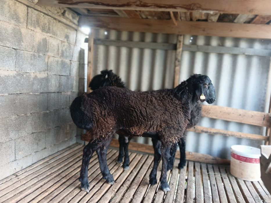 Қошқарлар бар срочно