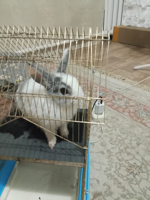 Кролик, домашний ручной