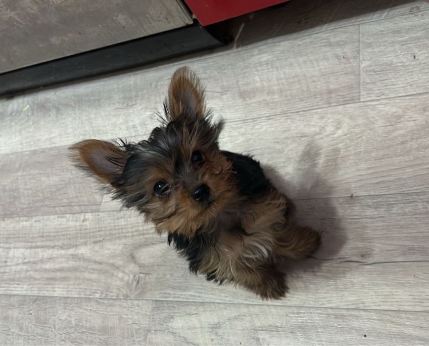 Йорк девочка миник