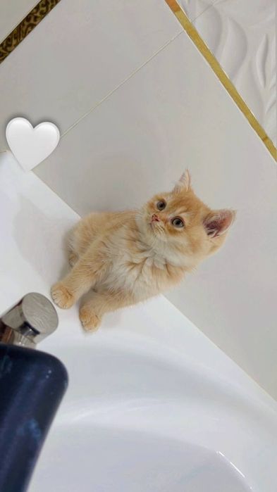 Сотилади шиншила