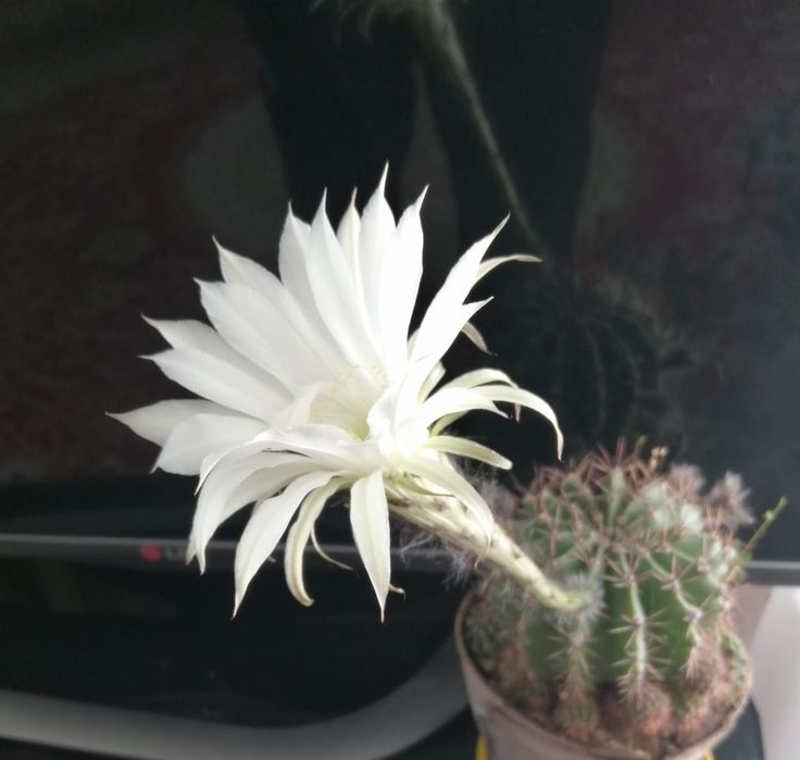 Обмен комнатными цветочками