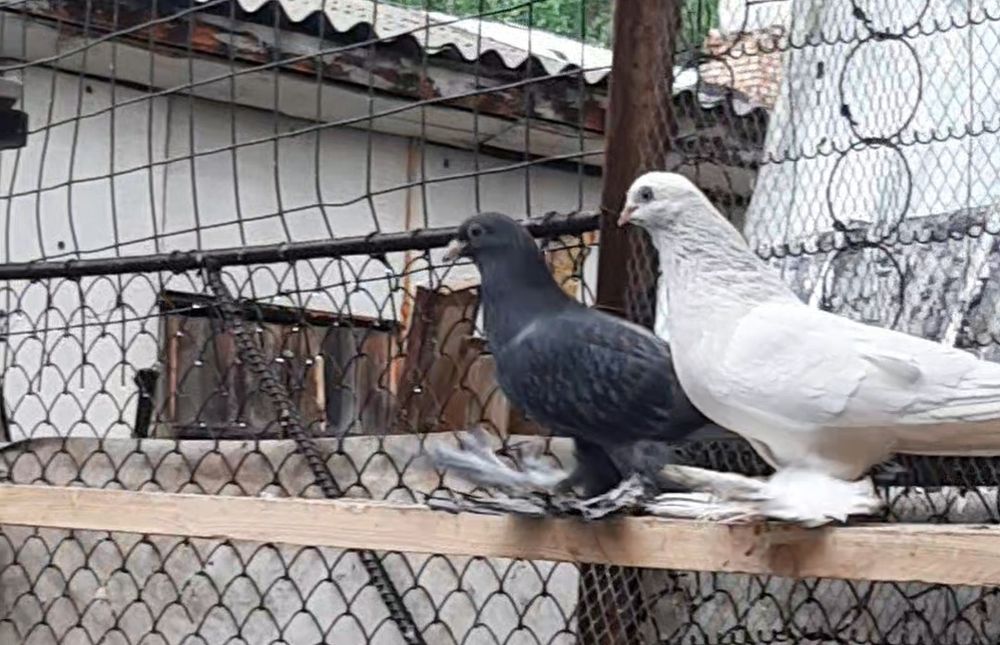 На  продажу   голуби