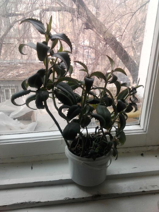 Каланхоэ лечебный