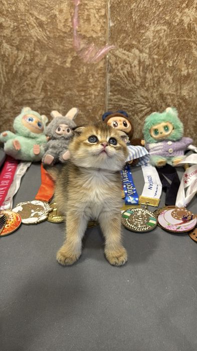 Продается мальчик веслаухий Фолд.