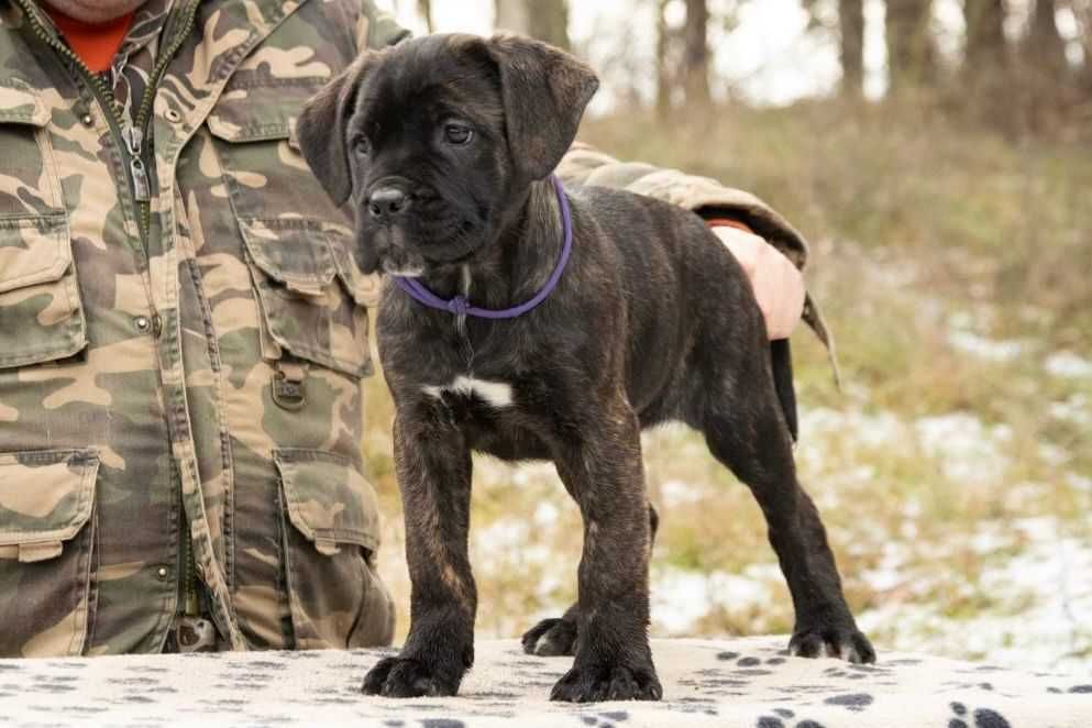 Cane Corso 2 luni Femelă