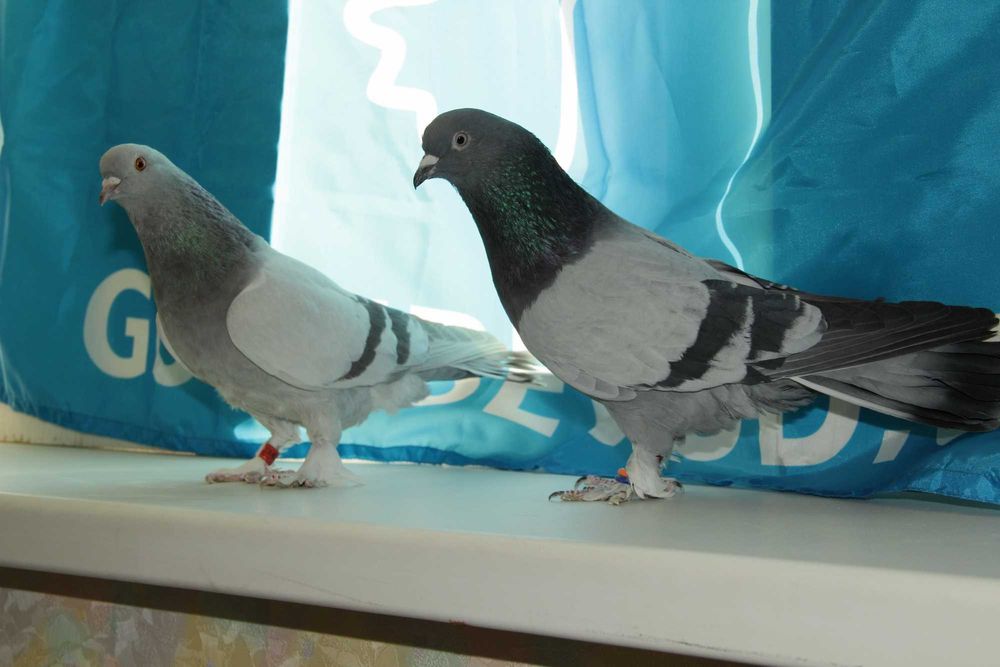 Голуби  породы Такла