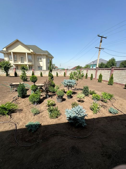 Гортензии газон елки тополя голубые ели