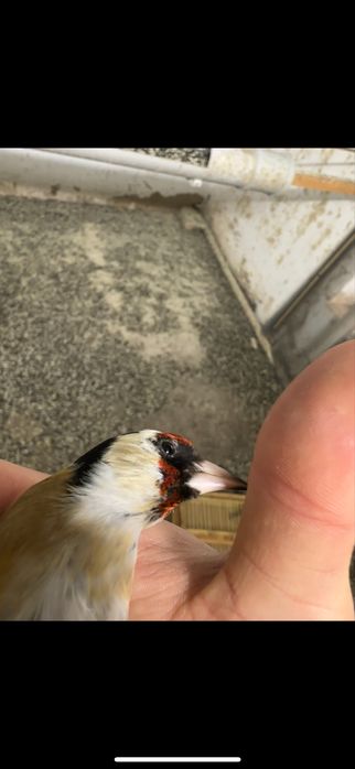 Щегол самац