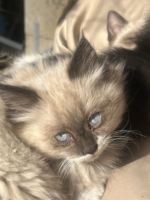 Котята мальчики и девочки