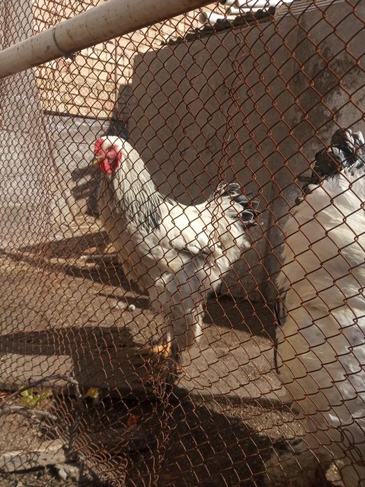 Brama Horoz va tovuqlar