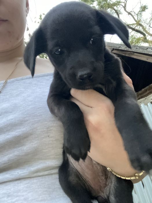 Dau spre adoptie  2 fetite