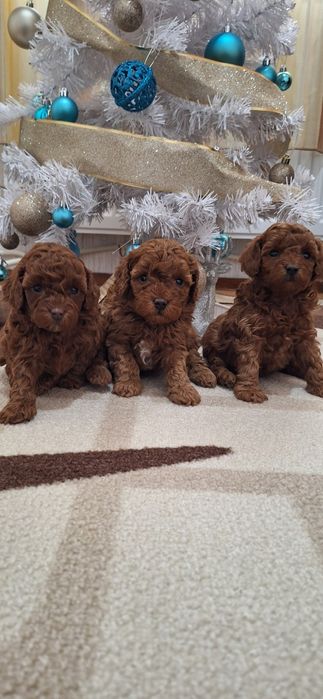 Той Пудел / Poodle Toy