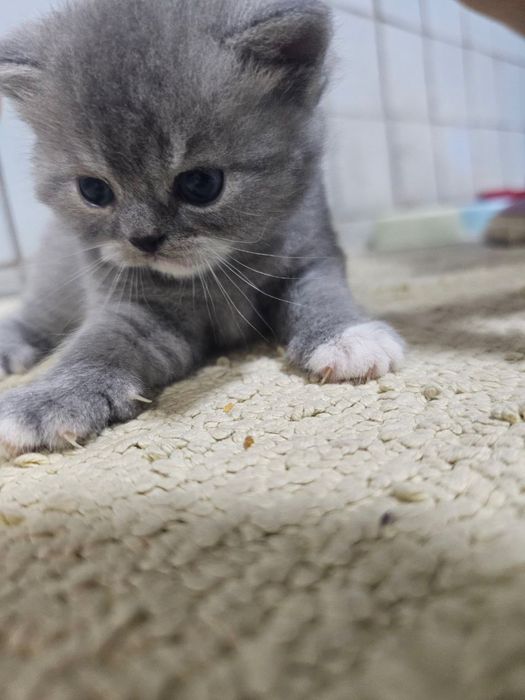 Тозза Падоралик мишик