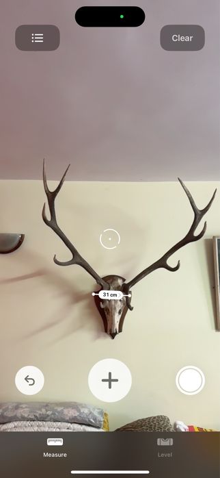 Истински Масивни Еленови Рога с Череп