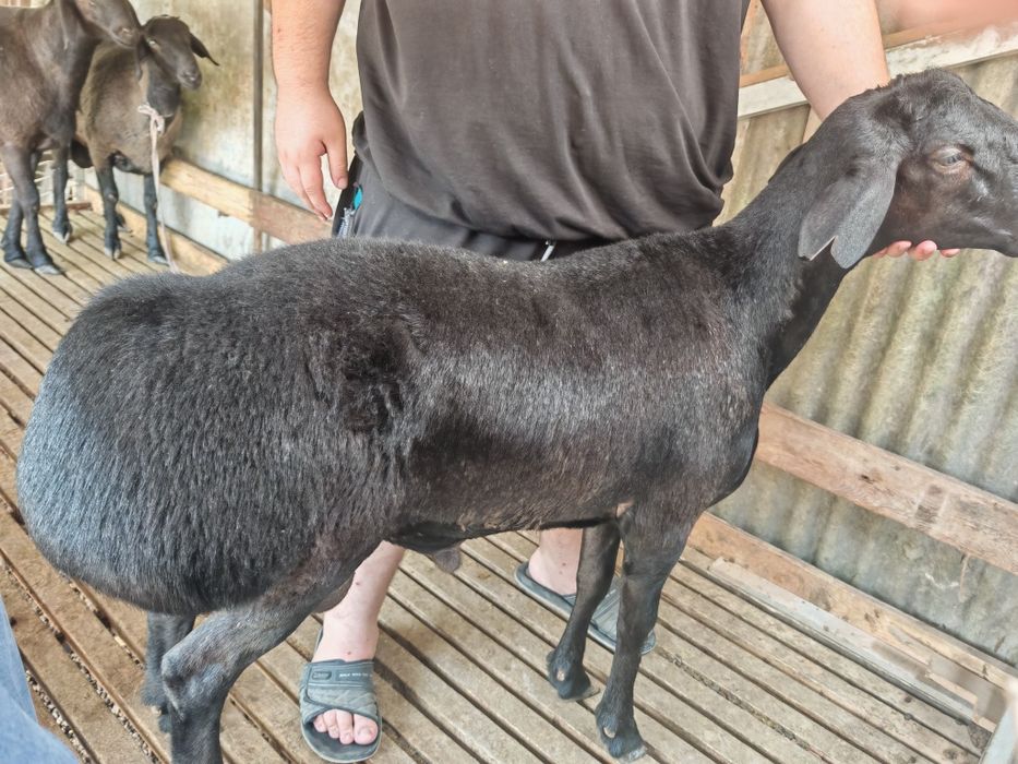 Qassob servis,Кассоб сервис ,malakali qassob