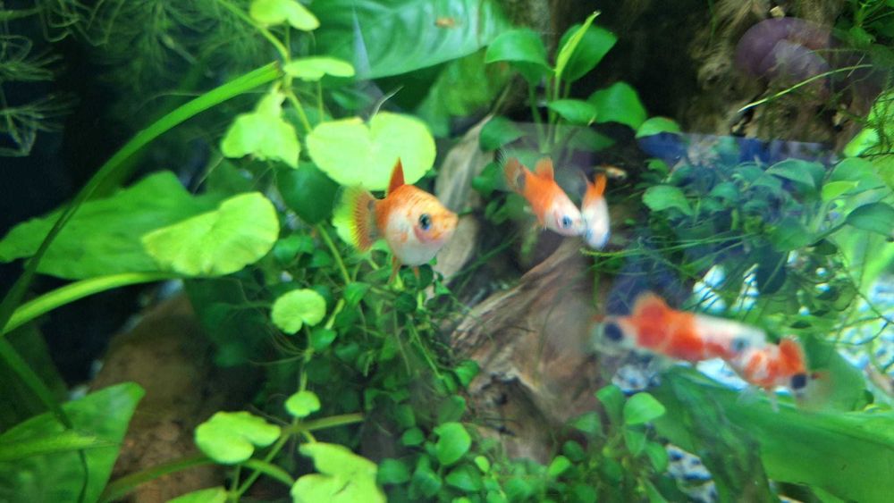 Pachet pești + plante + melci, la doar 100 de lei