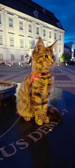 Femelă Maine Coon rasă pură