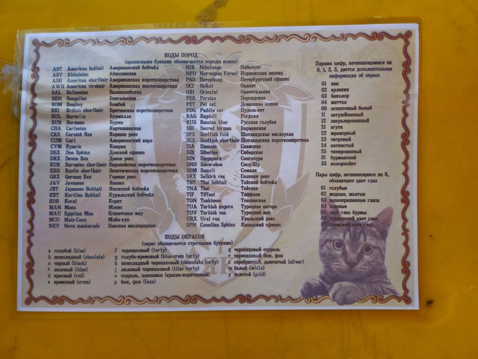 Котята канадского сфинкса