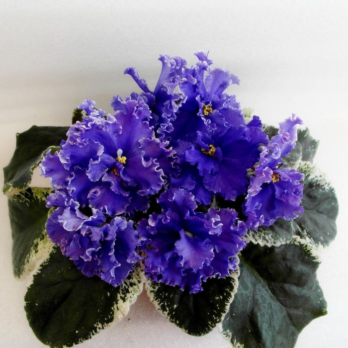 Продаются взрослые цветущие фиалки , а также детки