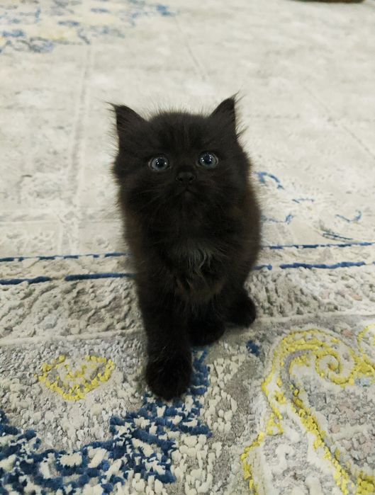 Котенок девочкаа
