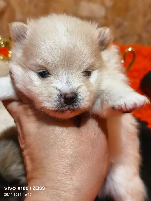 Очаровательные щенки шпица.