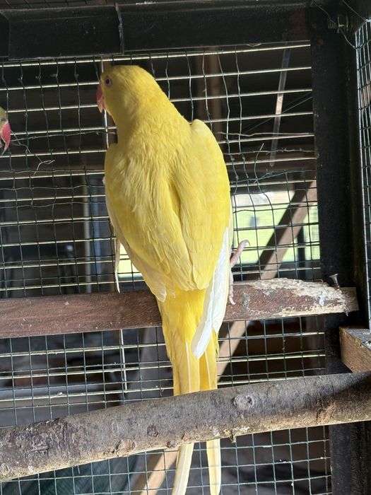 Разменям малки Александъри