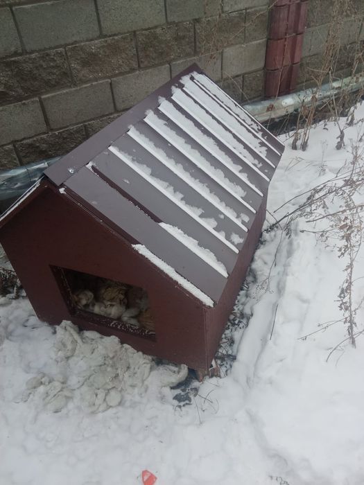 Продаю Бутка для собак